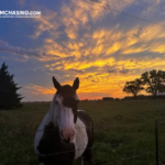 Storm Chasers Tornadoes: Guided Tours & Weather Insights