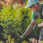 Mosquito Control and Yard Protection: Keep Your Outdoor Space Safe