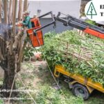 Maintain Shape and Strength Effectively with Professional tree trimming elk grove