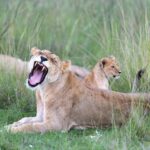 Discover Your Dream Kenyan Adventure from Across the Ocean