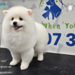 Mobile Full Grooming Service | Poshpamper.ae