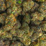 Buy Premium THCA Flower — Handpicked for Freshness and Potency