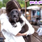 Kitten Play Dates Near Me: Find Local Playmates