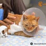 Veterinär Veberöd – kunnig vård med omtanke för ditt husdjur