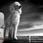 Tienda de mascotas online en León | Ofertas y calidad