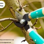 A Trusted Tale of Local Tree Care in Elk Grove