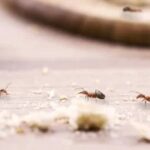 End of Lease Flea Treatment: Quick, Reliable Pest-Free Handover