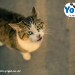 Dentalife Activfresh Sticks | Yopet.co.uk