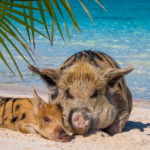 Rose Island Bahamas Pigs Excursions – Swim with Piglets