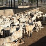 Kenya Goat Meat Export to Oman: Trusted Halal Supply Chain