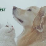 Premium natürliche Wellness-Produkte für Haustiere – Gesundheit unterstützen