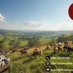 Premium frozen options for frozen halal meat Bahrain delivery