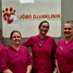 Avliva katt Ystad på ett omtänksamt sätt hos Sjobodjurklinik