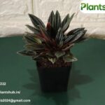 Lucky Plants For Home | Plantshub.in