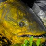 South Andros Bonefishing: Unspoiled Flats & Expert Guides