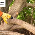 Maintain Shape and Strength Effectively with Professional tree trimming elk grove