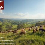 Premium Sheep Carcass Meat in Kuwait | Halal, Fresh & Ethically Sourced