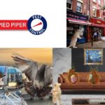 Pest Control Haringey – Effective & Reliable Solutions