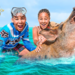 Bahamas Rose Island Tour: Crystal Waters & Wildlife Adventure