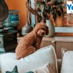 Buy Gnasher Dog Toy in UK – Brighten Your Dog’s Day