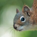 Wasp Nest Removal Edmonton – Safe, Expert Solutions