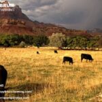 Best Farm Tax CPA in Santa Barbara | Expert Farm Tax Planning