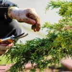 A Quiet Garden Transformation You’ll Love