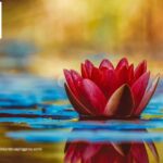 Landscapers Rocklin | Rocklinlandscapingpros.com