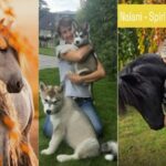 Tierflüsterer Thun – Verbinden Sie sich mit Ihrem Tier in Thun