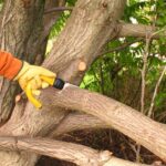 Elk Grove Tree Service: Expert Care for Healthy, Beautiful Trees