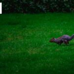 Professional Gardening Services | Tidy Gardeners Bristol