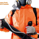 Spider Removal Edmonton: Safe, Effective Pest Control You Can Trust