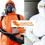 Bed Bug Exterminator Edmonton – Trusted, Safe Pest Control