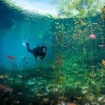 Diving Cenote: An Unforgettable Mexican Underwater Adventure