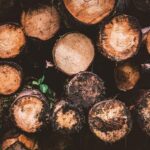 Placerville Tree Services | Reliable Tree Care for Homes & Businesses