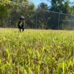 Village Animal Hospital: Compassionate Care for Your Pets