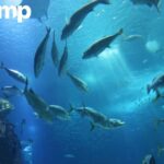 Discover Fish Ossein: Premium Collagen for Health and Beauty