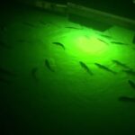 Snook Lights: Illuminate Your Dock Nights with Reliable Attractors