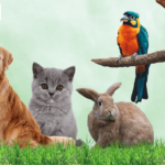 Affordable, Trusted Vet Care in Qatar – Doha’s Top Choice