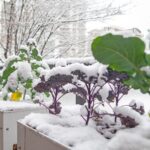 Create a Pollinator Friendly Vegetable Garden That Thrives