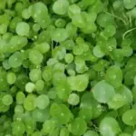 Water Lettuce: A Beautiful, Low-Muss Plant for Ponds and Aquariums
