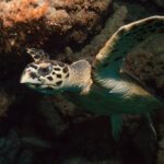 Cruises to the Red Sea Egypt: Sail in Style with Boreas