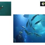 Buy Dry Fish Scale – High-Quality, Sustainably Sourced