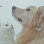 Order natural pet kidney supplements for dogs and cats