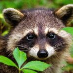 Reliable Commercial Pest Control Scranton for Your Business