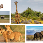 East Africa Tour Operators: Bespoke Safaris & Authentic Adventures