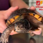 Village Animal Hospital: Compassionate care for your pet’s health