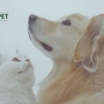 Natural renal supplement for cats: support kidney health naturally