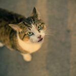 Yo Pet: Your Local North East Pet Shop for All Your Furry Friends